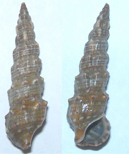 Cerithium da Capraia